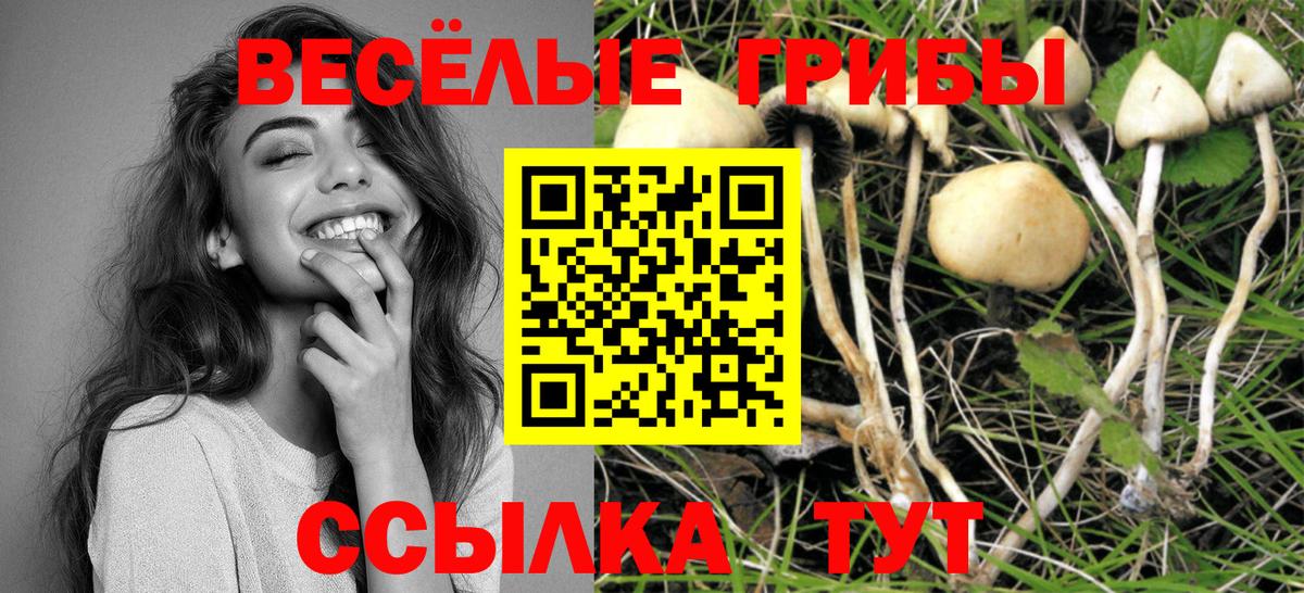 Галлюциногенные грибы Psilocybe Зеленокумск